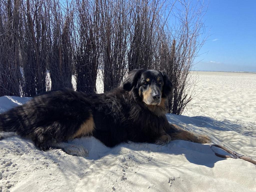 Ferien Im Wangerland Ferienwohnung Leuchtturm Minsen Schillig Hund Pool Sauna Norderaltendeich Zewnętrze zdjęcie